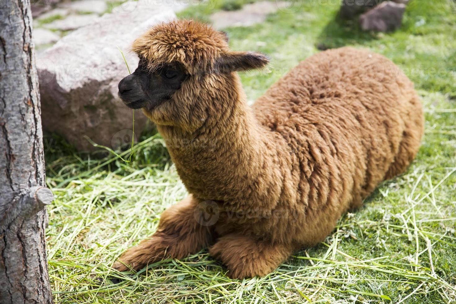 Cute little baby alpaca photo