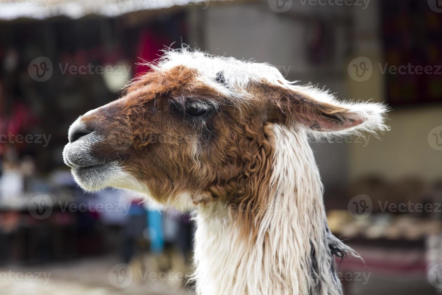 Lama on the street of Cusco, Peru photo