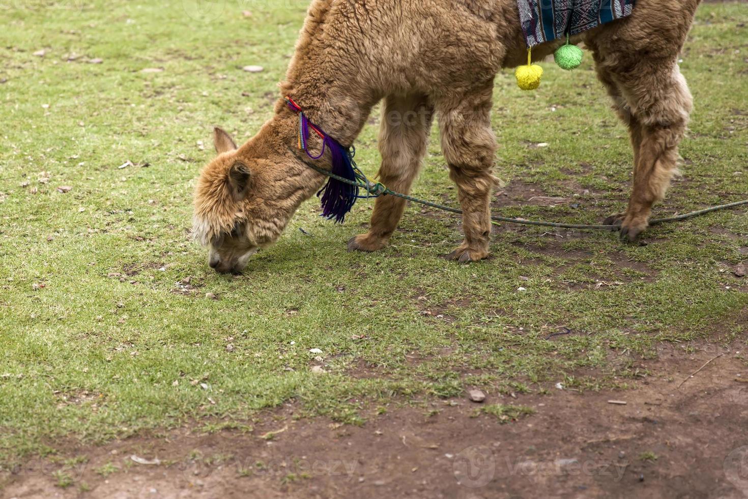 Cute little alpaca from Cusco, Peru photo