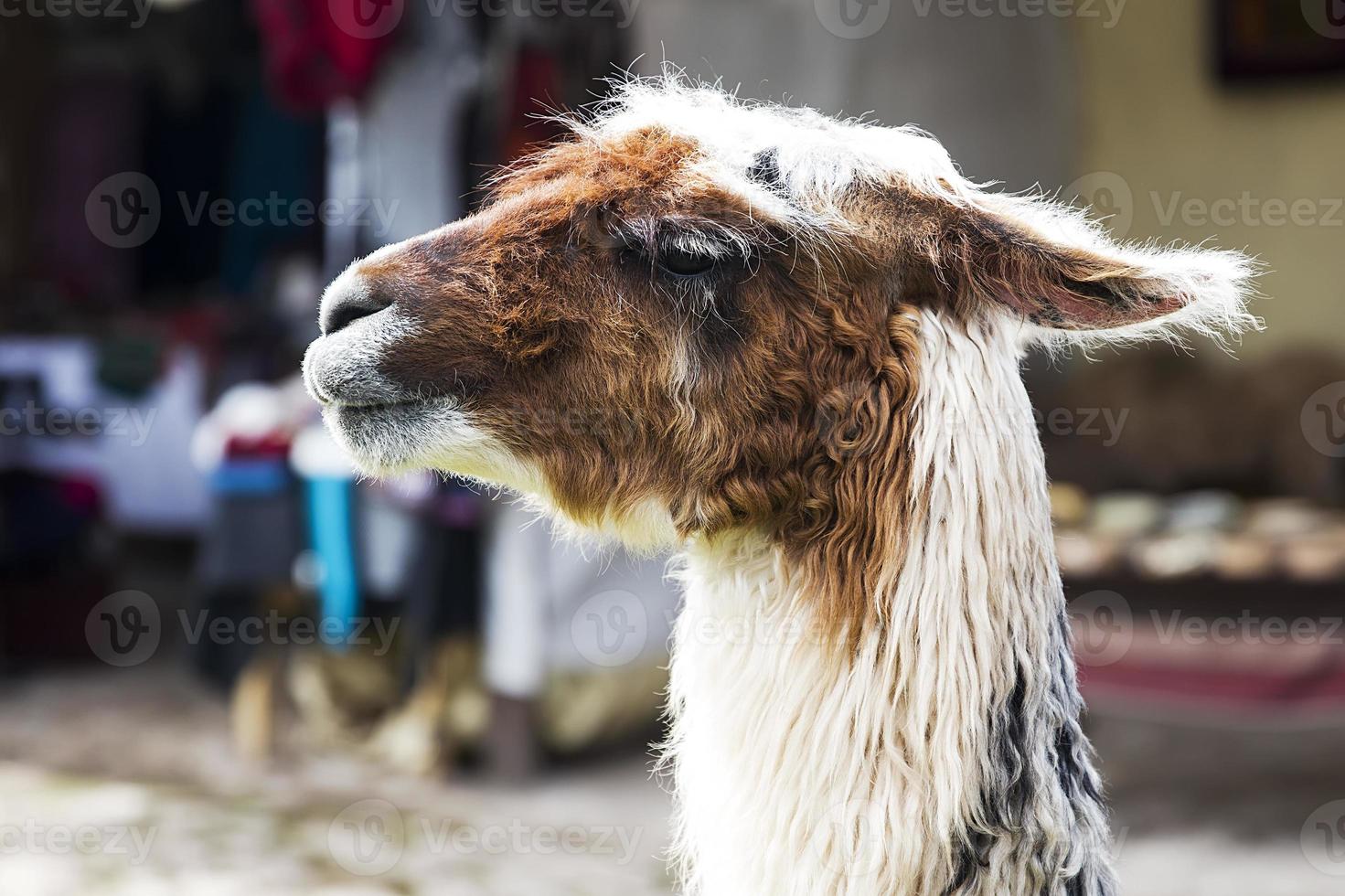 Lama on the street of Cusco, Peru photo