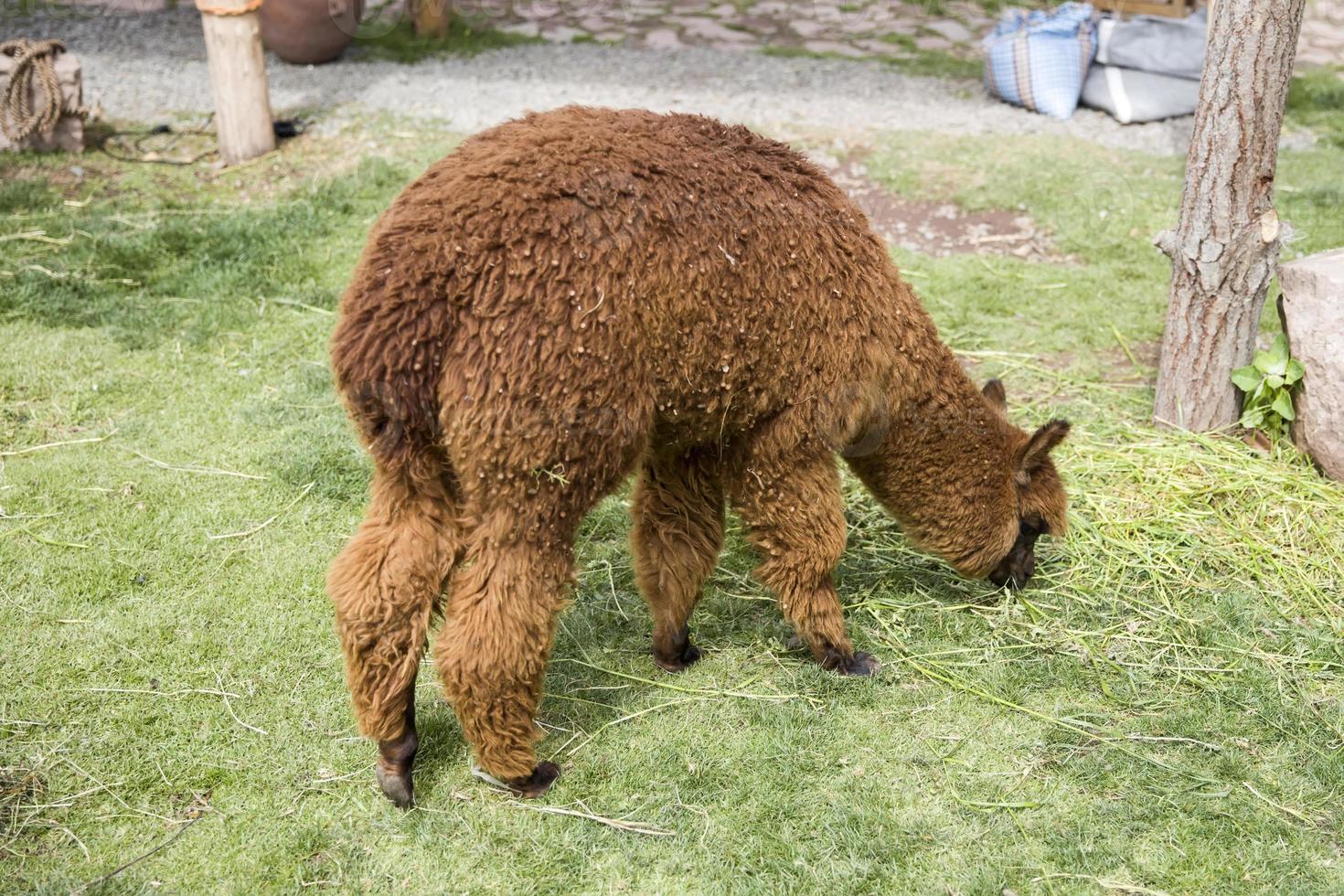 lindo bebé alpaca foto