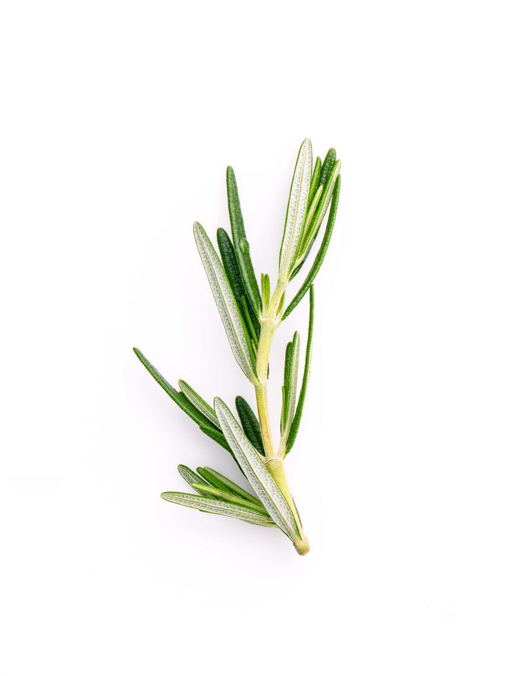 Branch of fresh rosemary photo