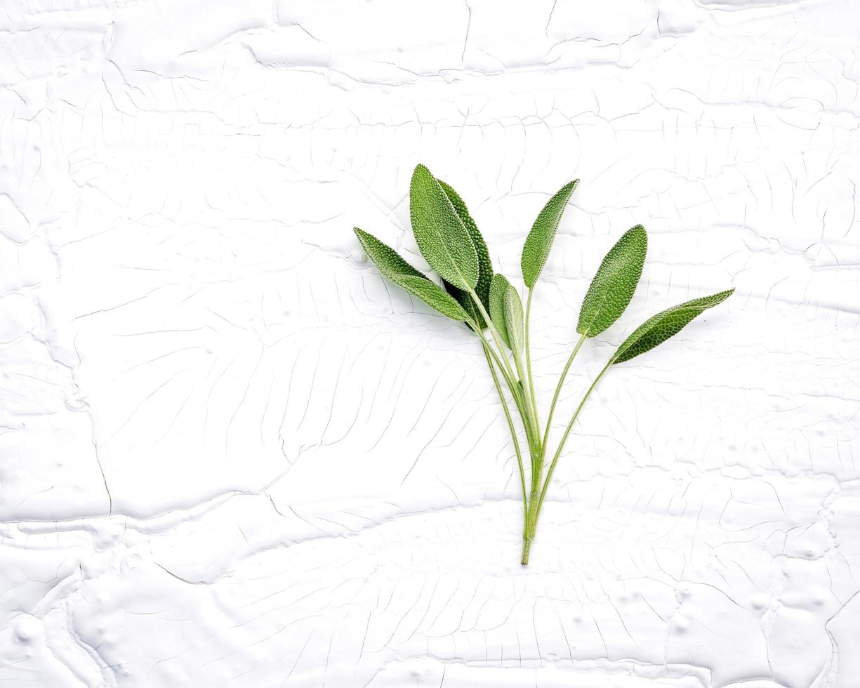 Fresh sage on a shabby white background photo