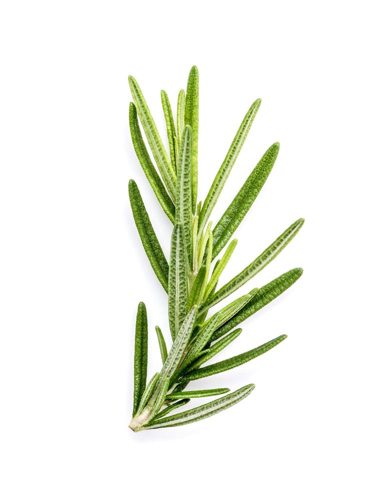 Branch of fresh rosemary isolated on white background photo