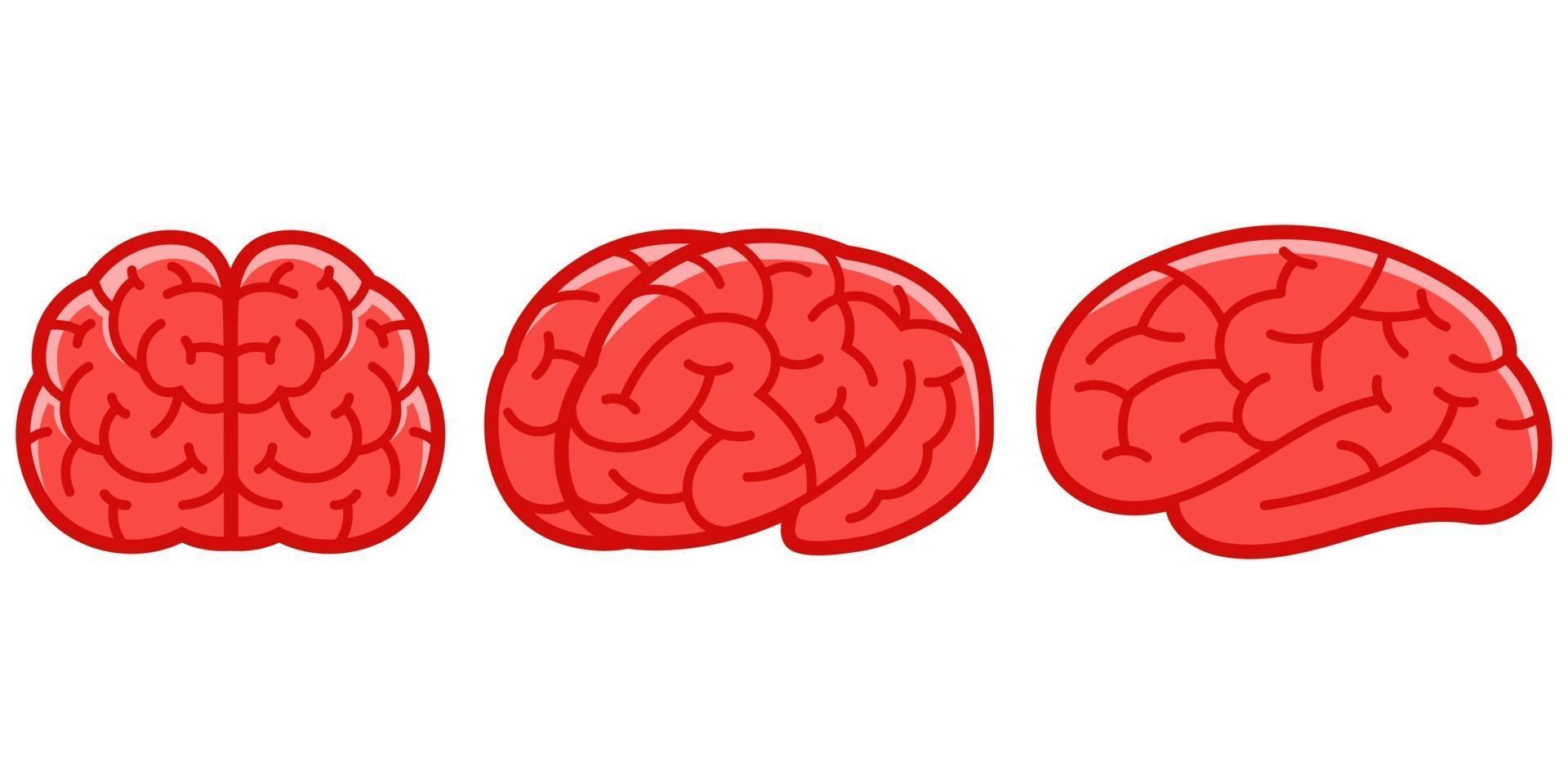 cerebro humano en diferentes ángulos vector