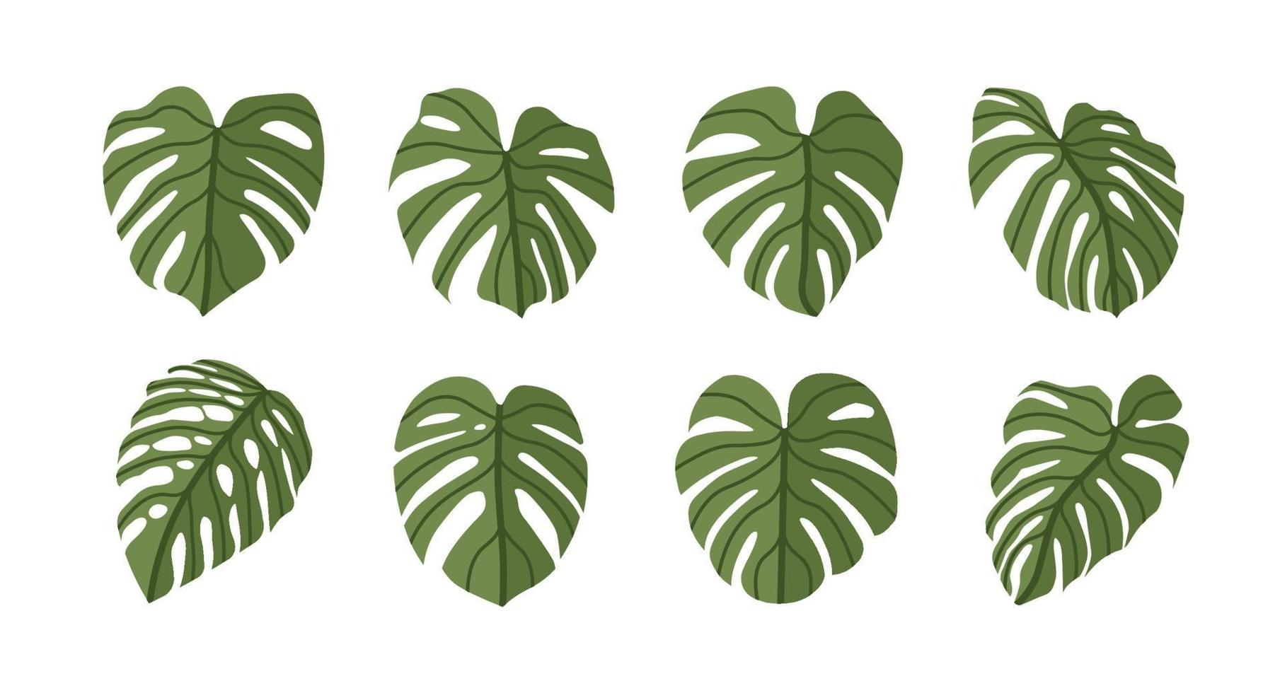 Monstera Deliciosa plant leaf flat style  isolated on background vector