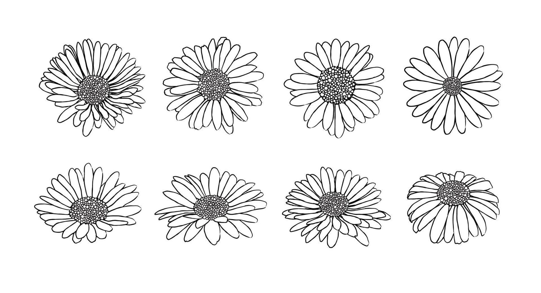 Collection of daisy flower with ink style vector 2067842 Vector Art at