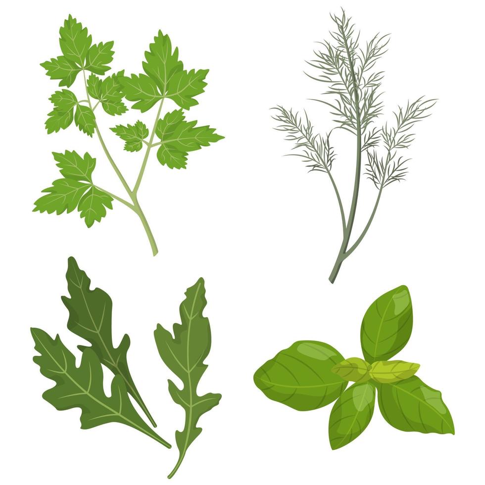 Set of fresh herbs. vector