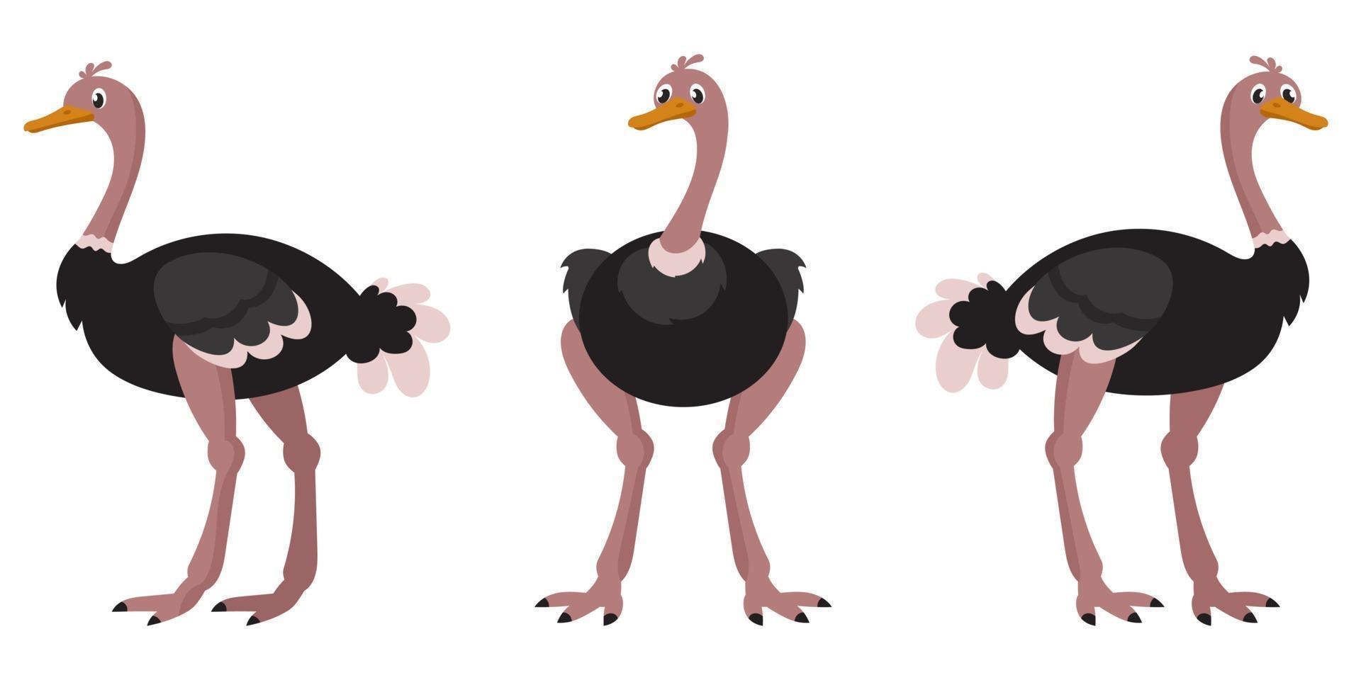 Ostrich in different poses. vector