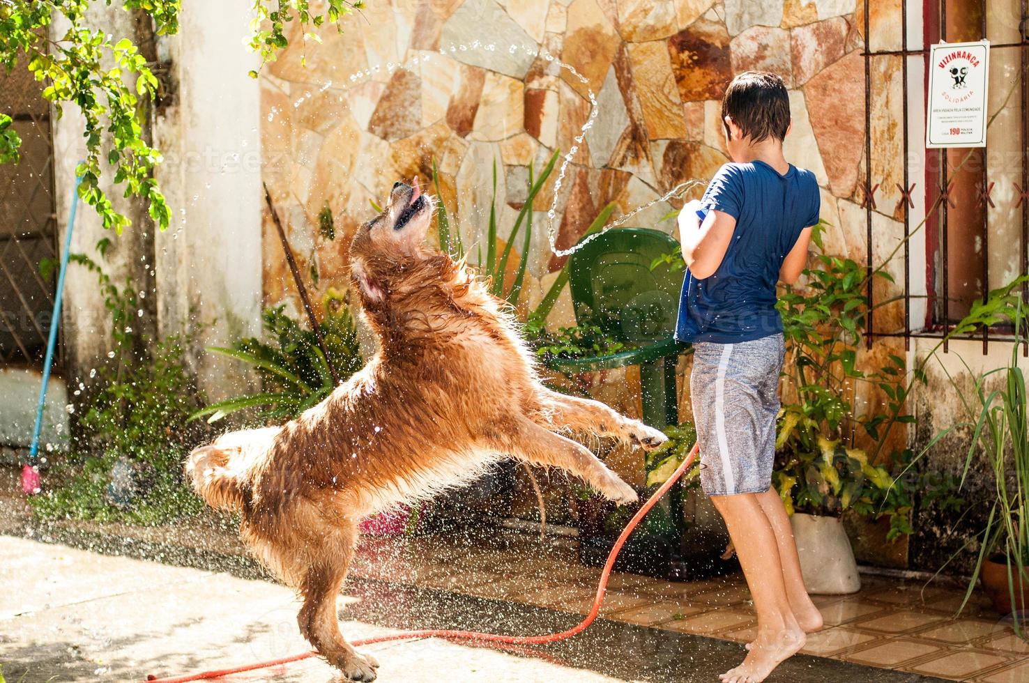 Cute boy giving his golden retriever dog a hose bath on a hot summer day photo