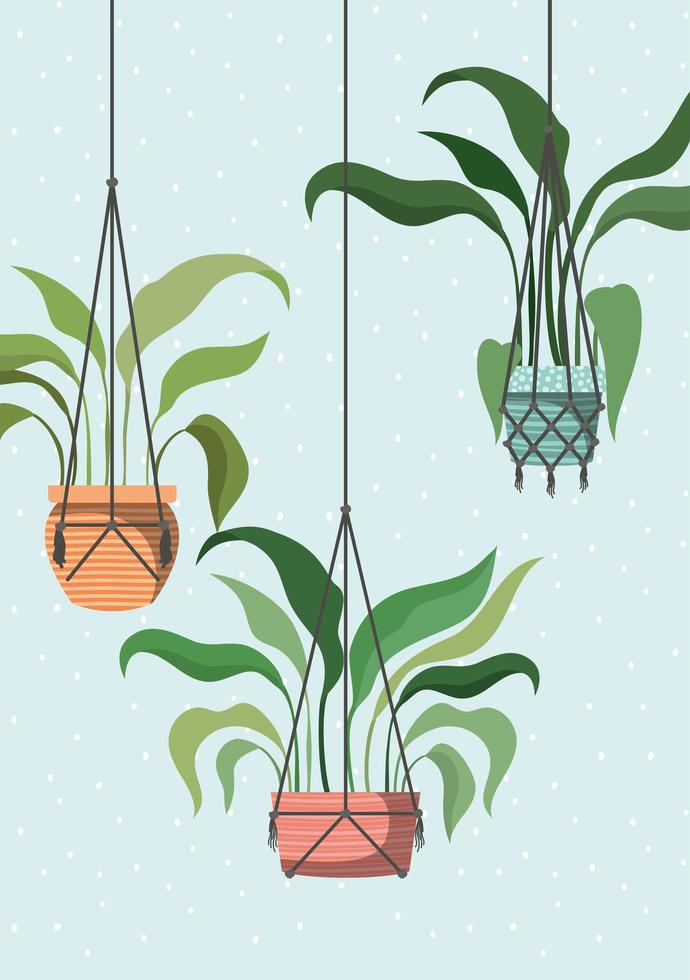 houseplants in macrame hangers vector