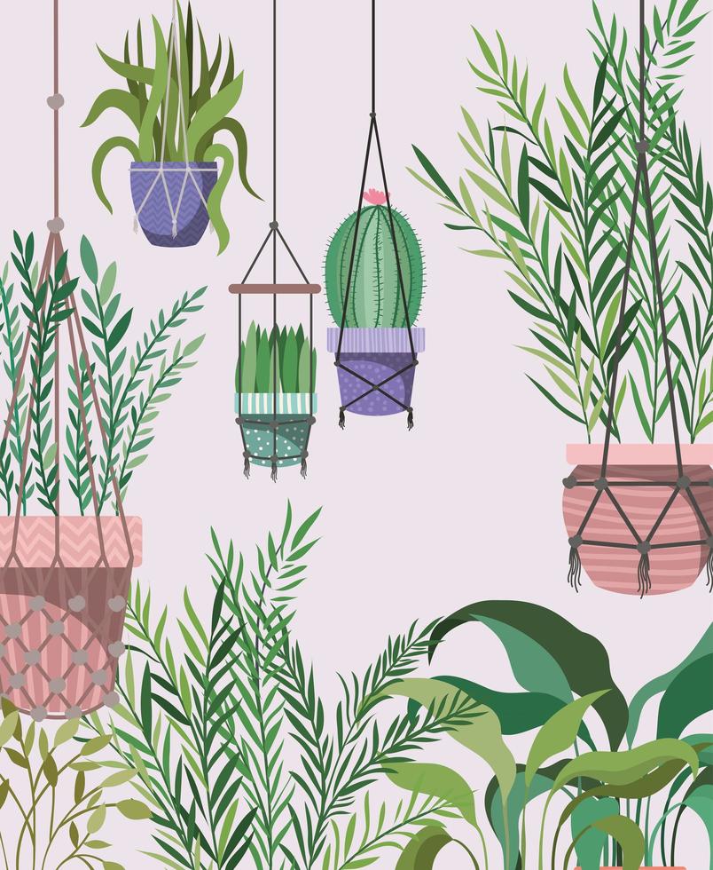 houseplants in macrame hangers vector