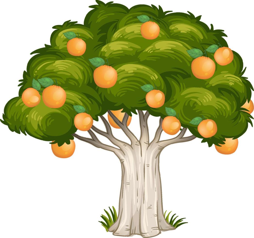 Orange tree isolated on white background vector