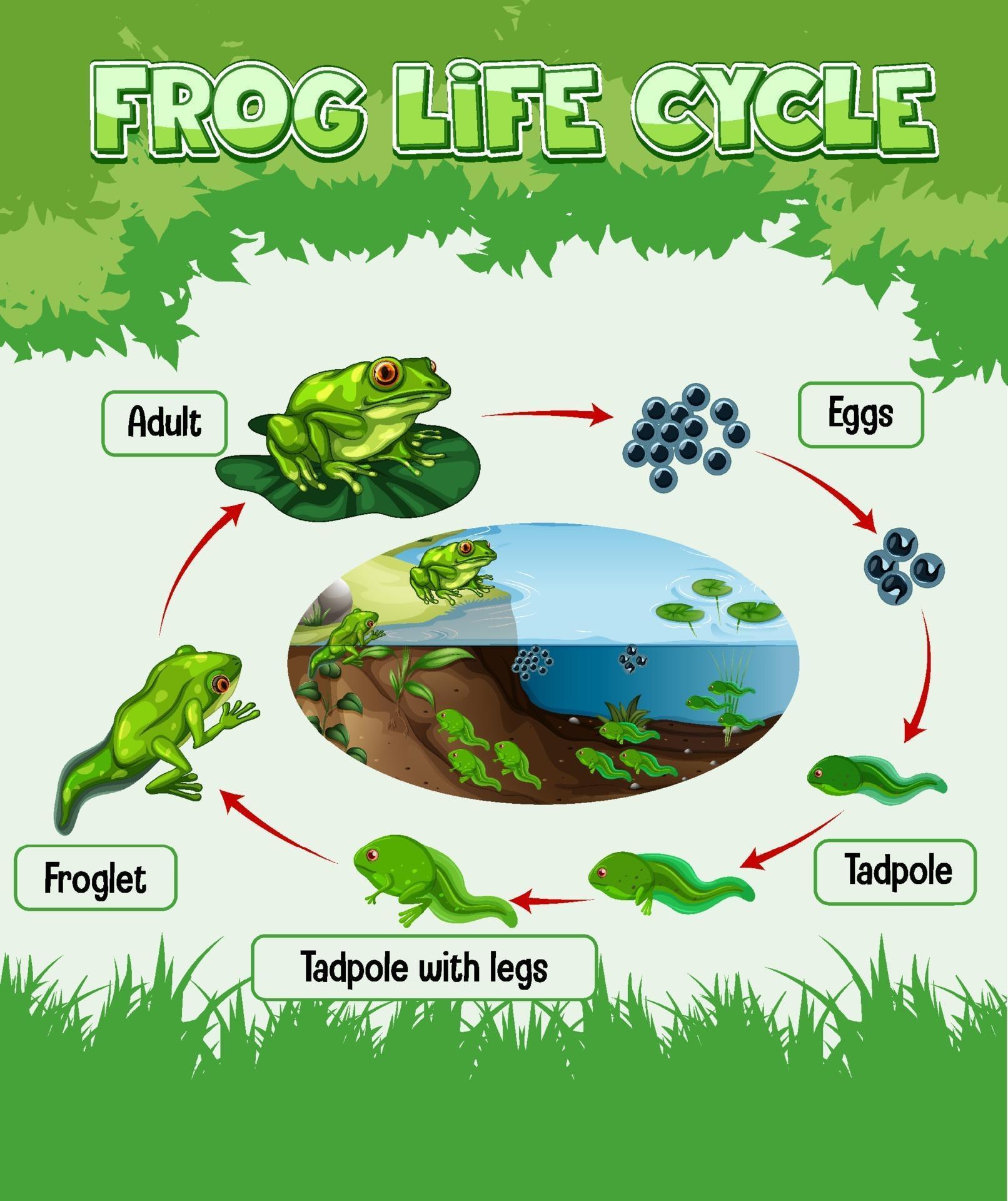 diagram-showing-life-cycle-of-frog-2069998-vector-art-at-vecteezy