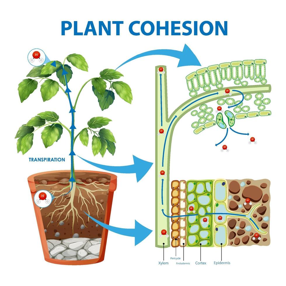 diagrama que muestra la cohesión vegetal vector