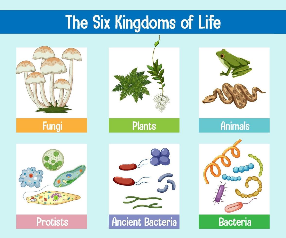 cartel de ciencia de los seis reinos de la vida vector