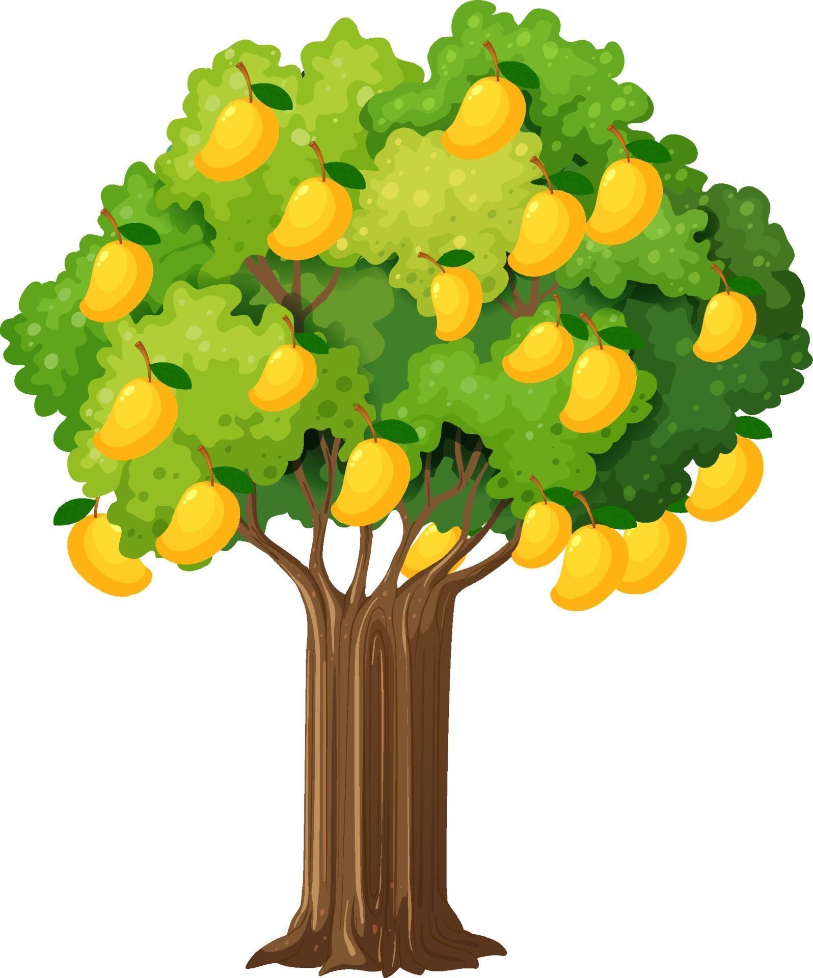 Yellow mango tree isolated on white background 2070066 Vector Art at ...