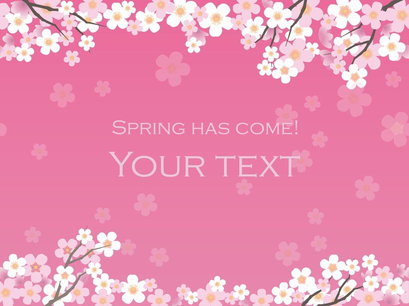 Cherry Blossom Background With Text Space Isolated On A Pink Background, Vector Illustration.