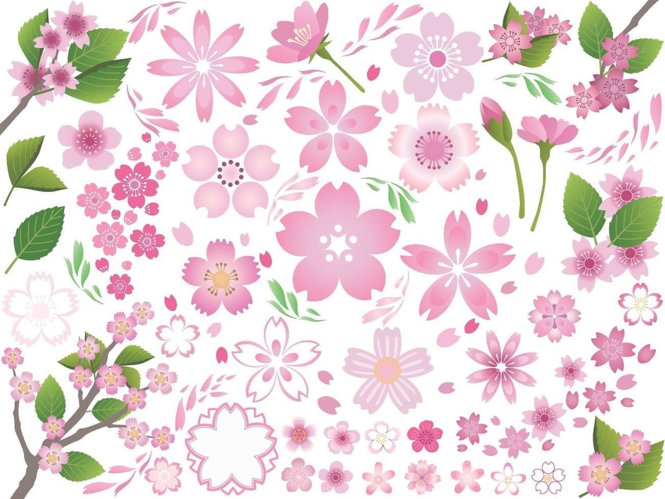 Set Of Cherry Flower Graphic Elements Isolated On A White Background. Vector Illustration.