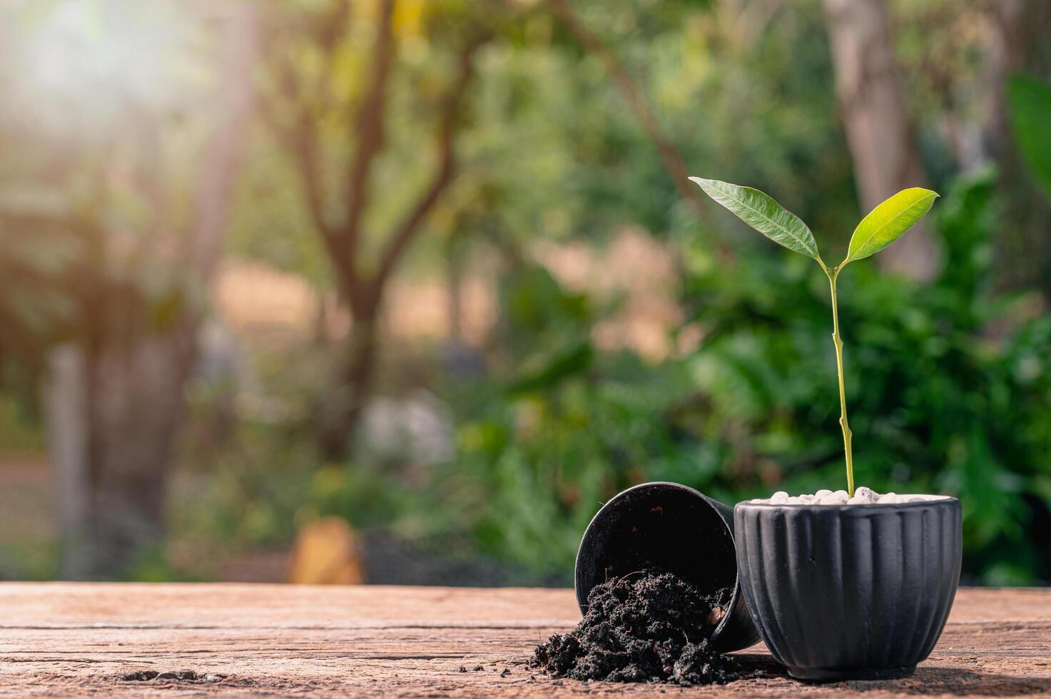 concepto de plantar un árbol del amor foto
