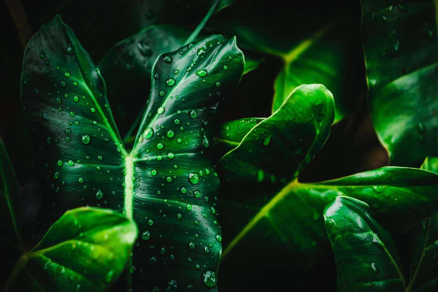 Blurred close-up green leaf background photo