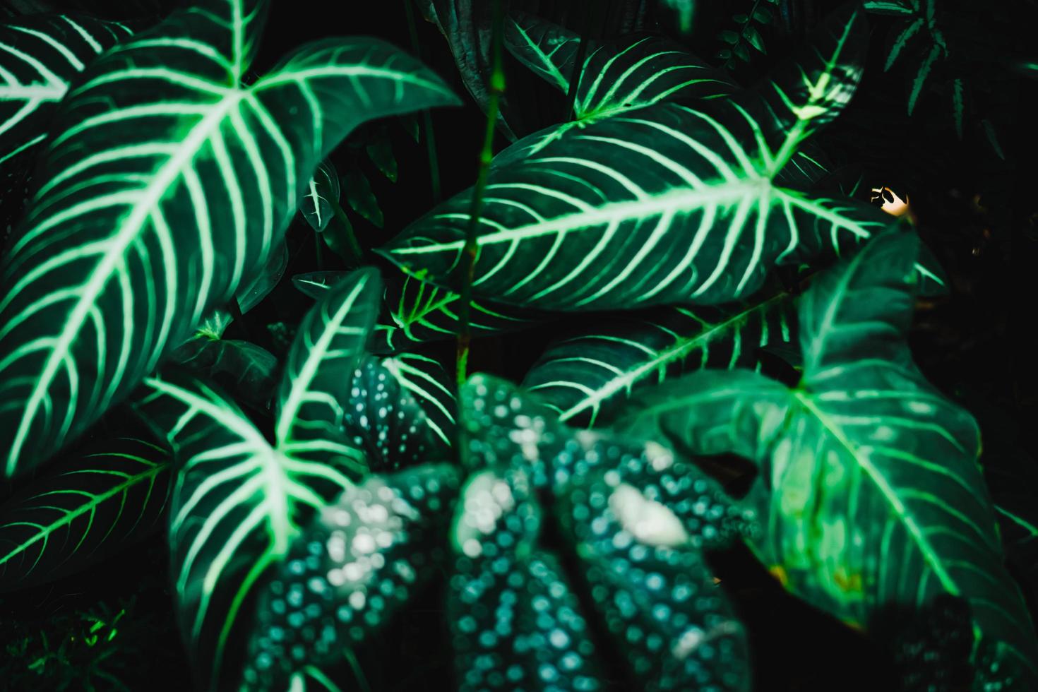 Selective focus of tropical leaf background photo