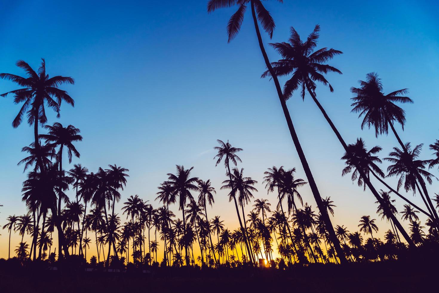 Silhouette of coconut palm trees with sunset photo