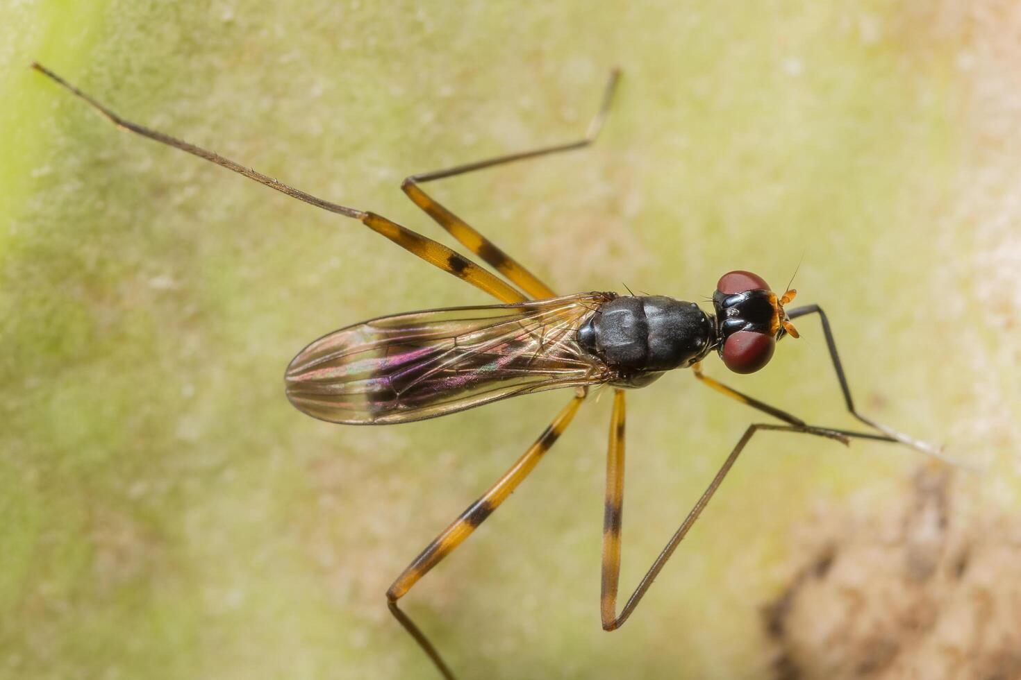 naturaleza insecto patas foto