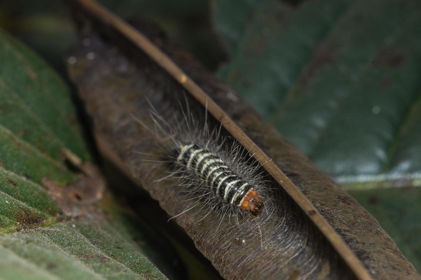 Macro caterpillar nature photo