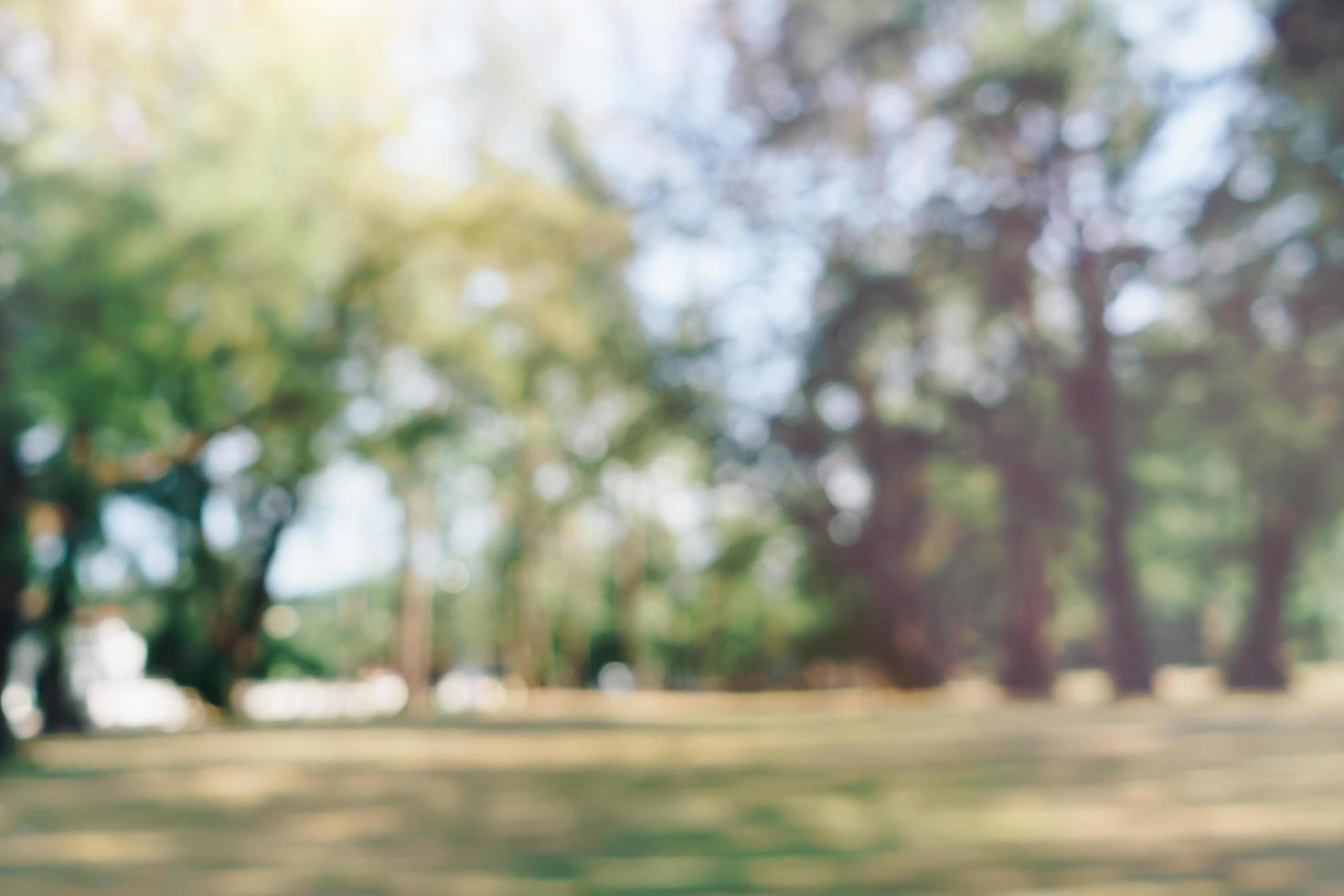 Blurred nature park background photo