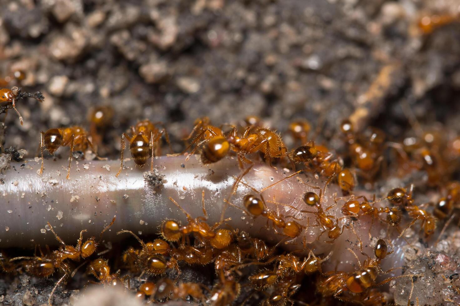 Solenopsis invicta red ant photo