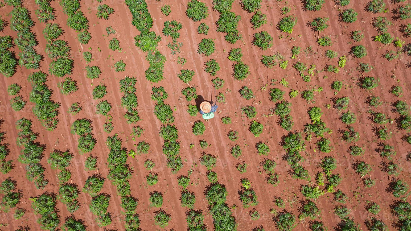 Aerial top view of farmers working on cassava farm photo