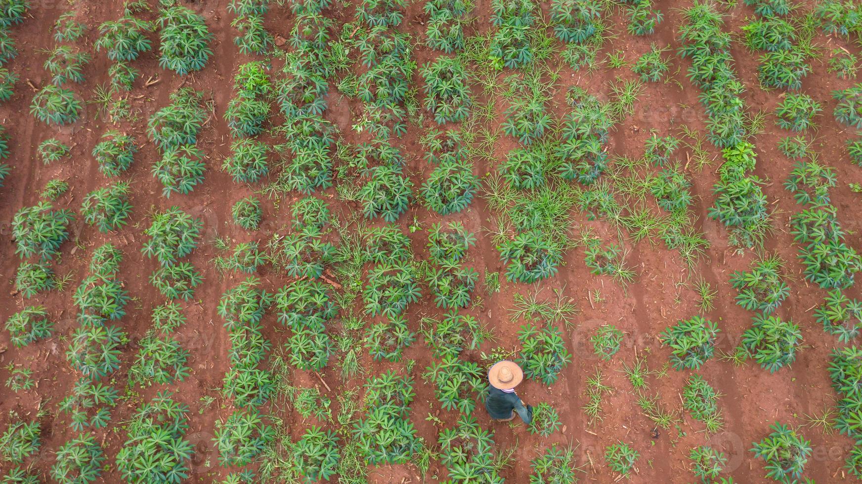 vista aérea superior de los agricultores que trabajan en la finca de yuca foto