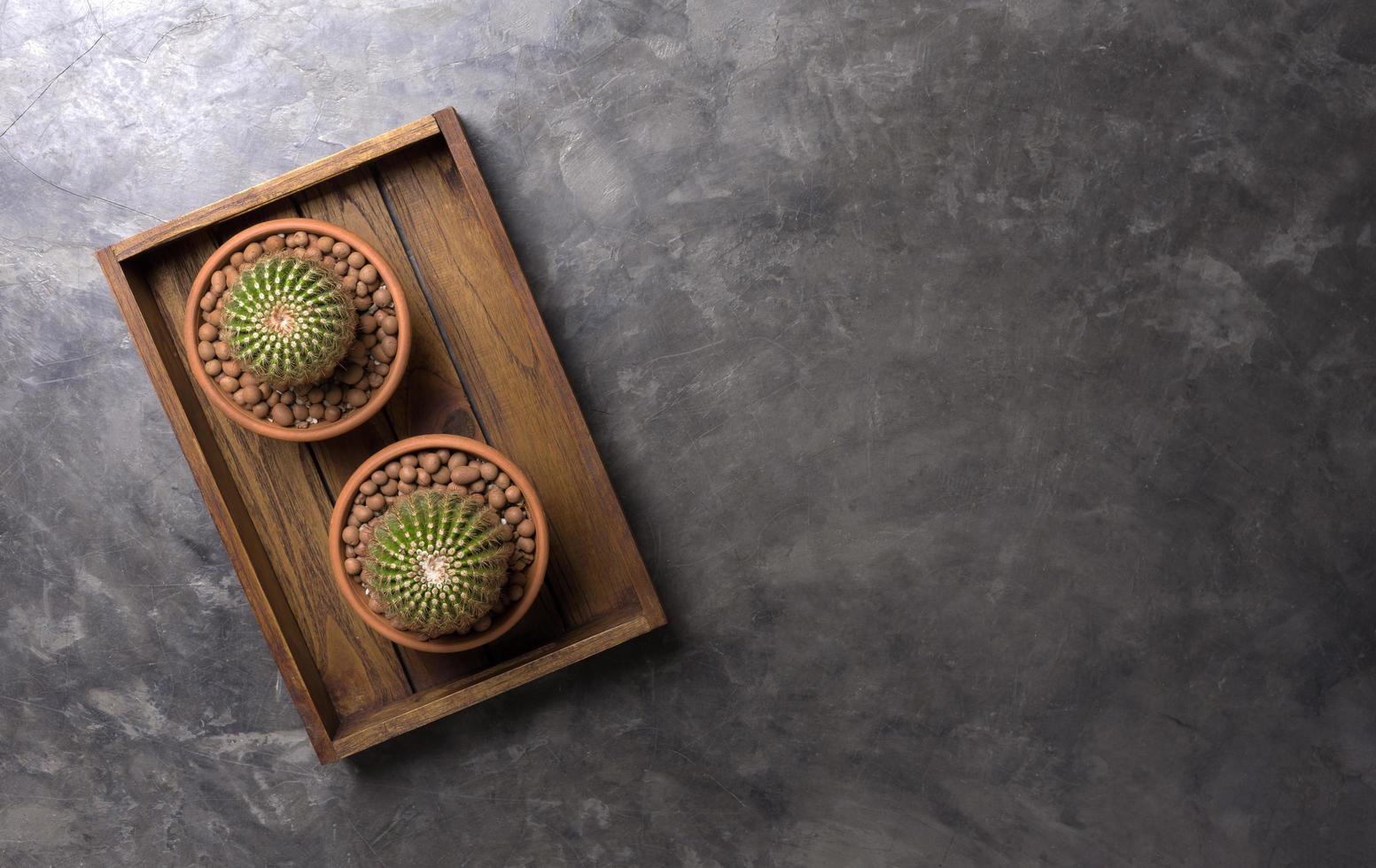 Two view of cacti in a wood box photo