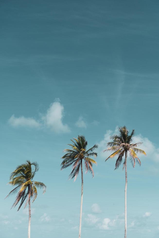 Minimal tropical coconut palm trees in summer with sky background photo