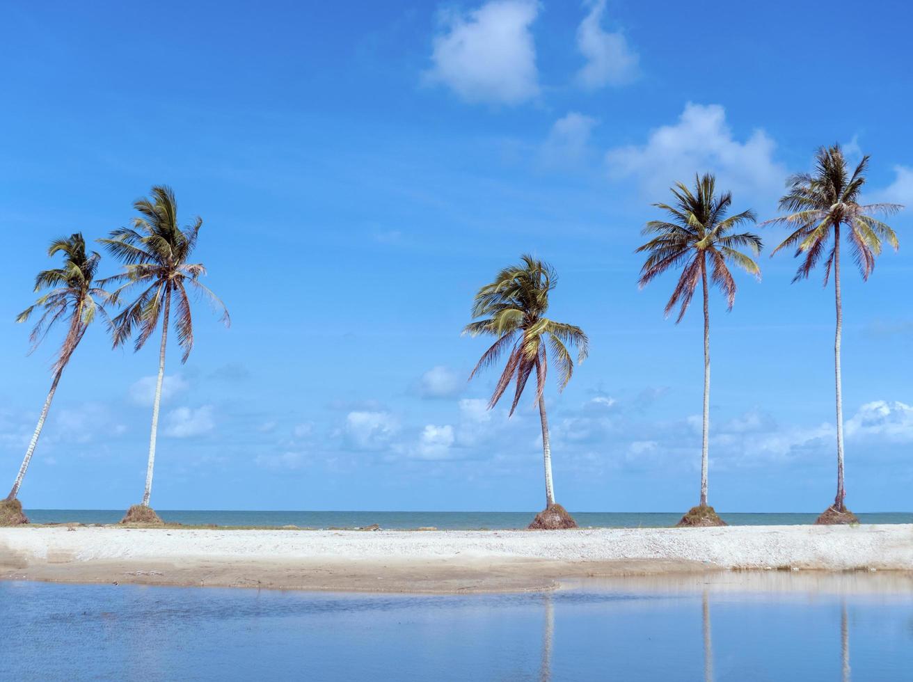 Mínimas palmeras de coco tropical en verano con fondo de cielo foto