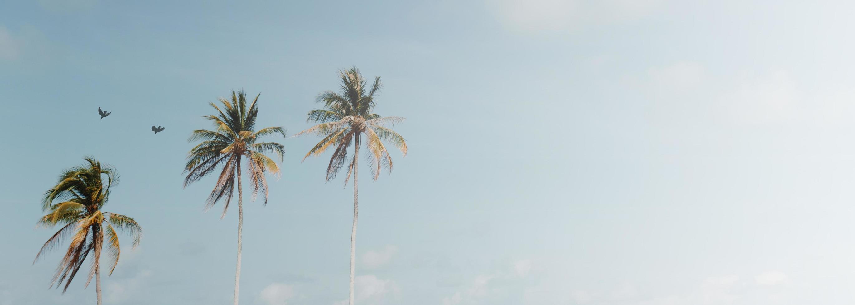 Minimal tropical coconut palm trees in summer with sky background photo