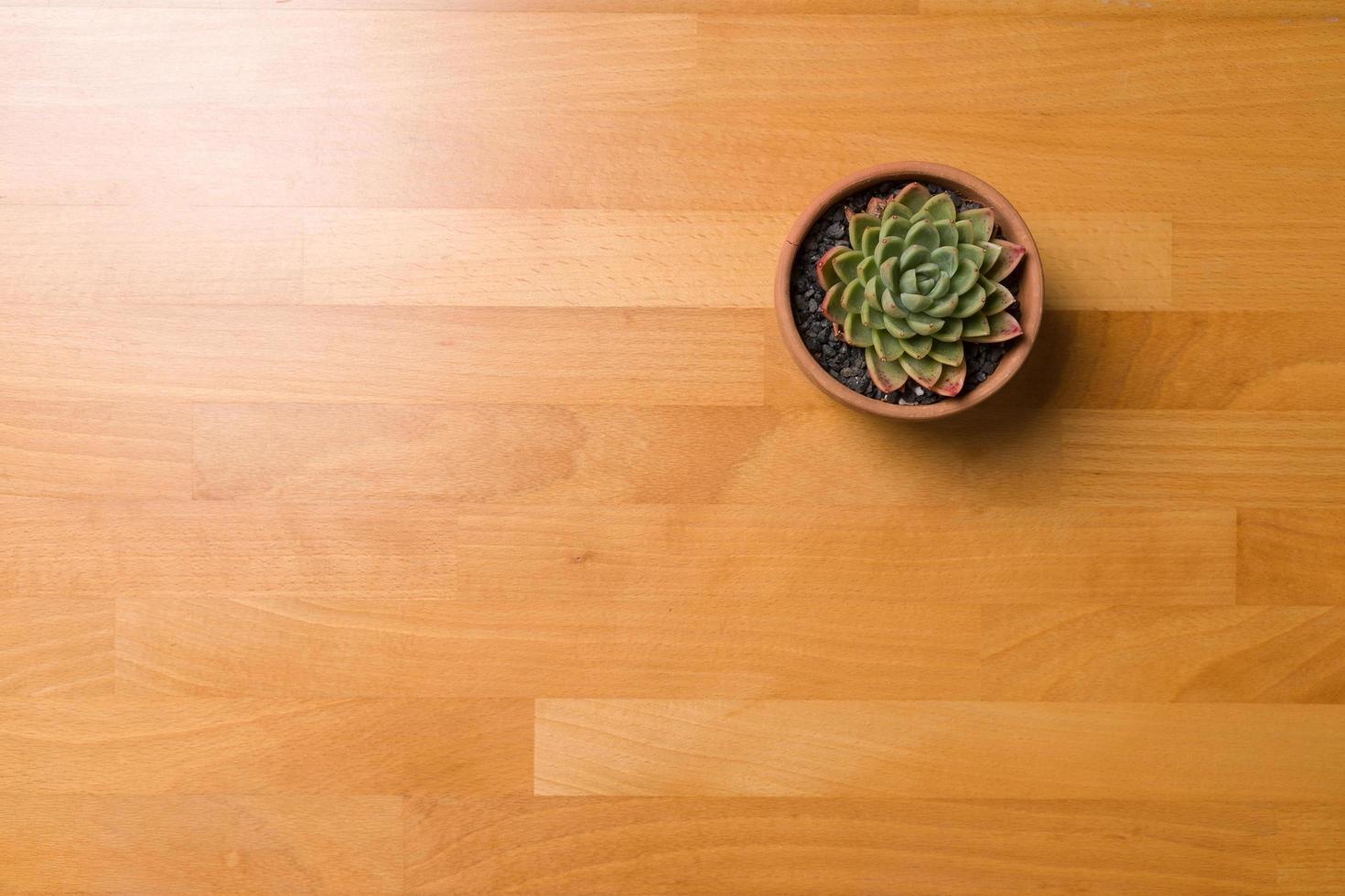 suculentas en una olla sobre una mesa de madera foto