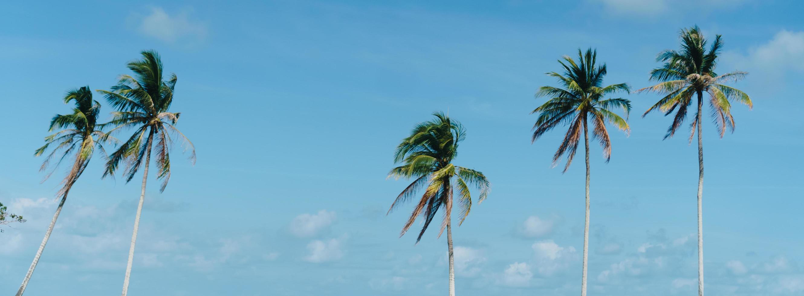 Mínimas palmeras de coco tropical en verano con fondo de cielo foto