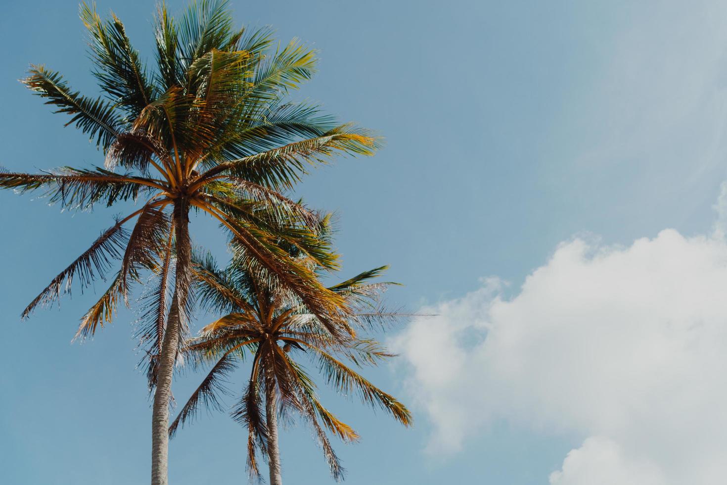 Minimal tropical coconut palm trees in summer with sky background photo