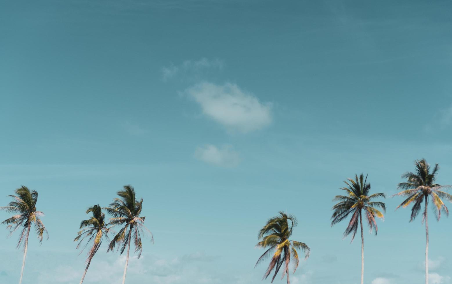 Mínimas palmeras de coco tropical en verano con fondo de cielo foto