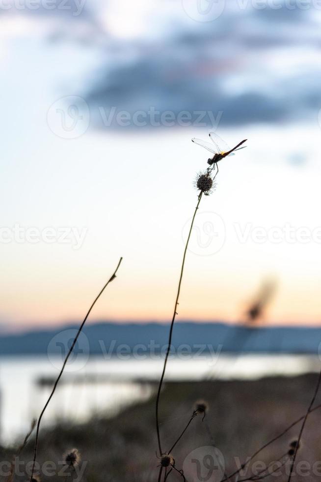 Dragonfly on a twig photo