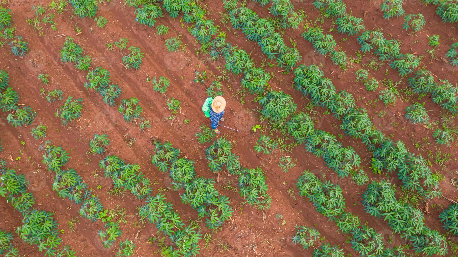 vista aérea superior de los agricultores que trabajan en la finca de yuca foto