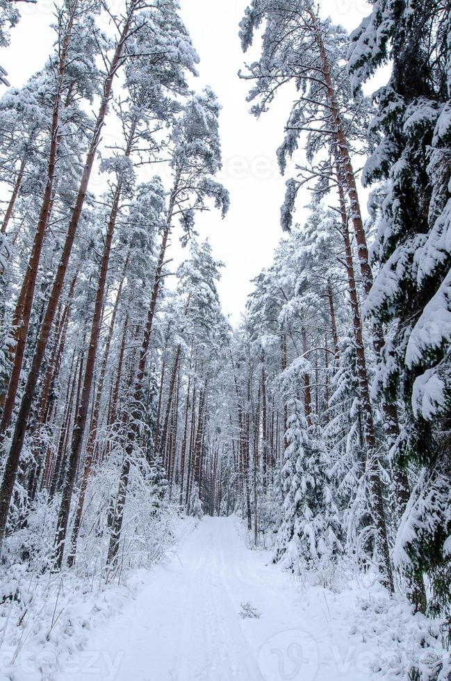Snow covered trees in winter forest photo