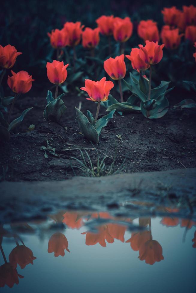 Tulips reflected in a puddle photo