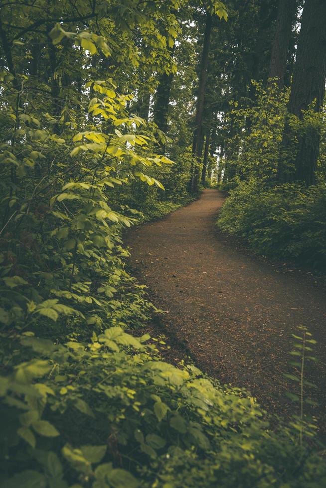 camino sinuoso a través de un exuberante bosque del noroeste del Pacífico foto