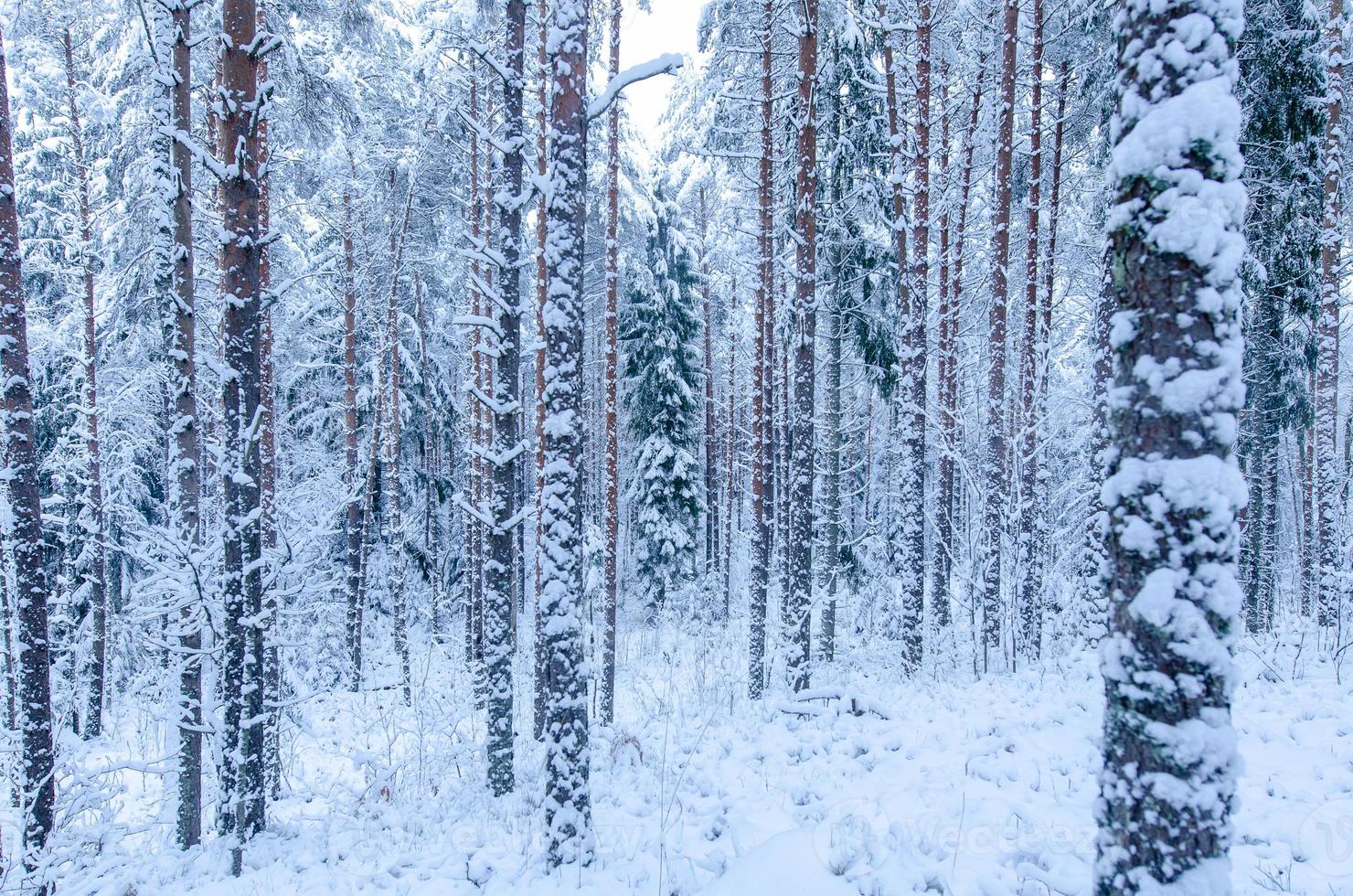 árboles cubiertos de nieve en el bosque de invierno foto