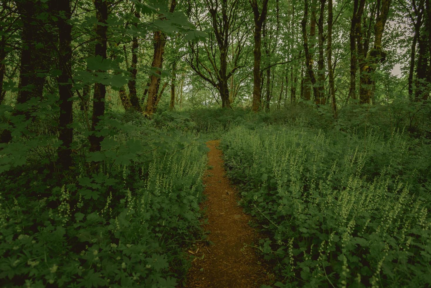 Trail path through lush forest photo