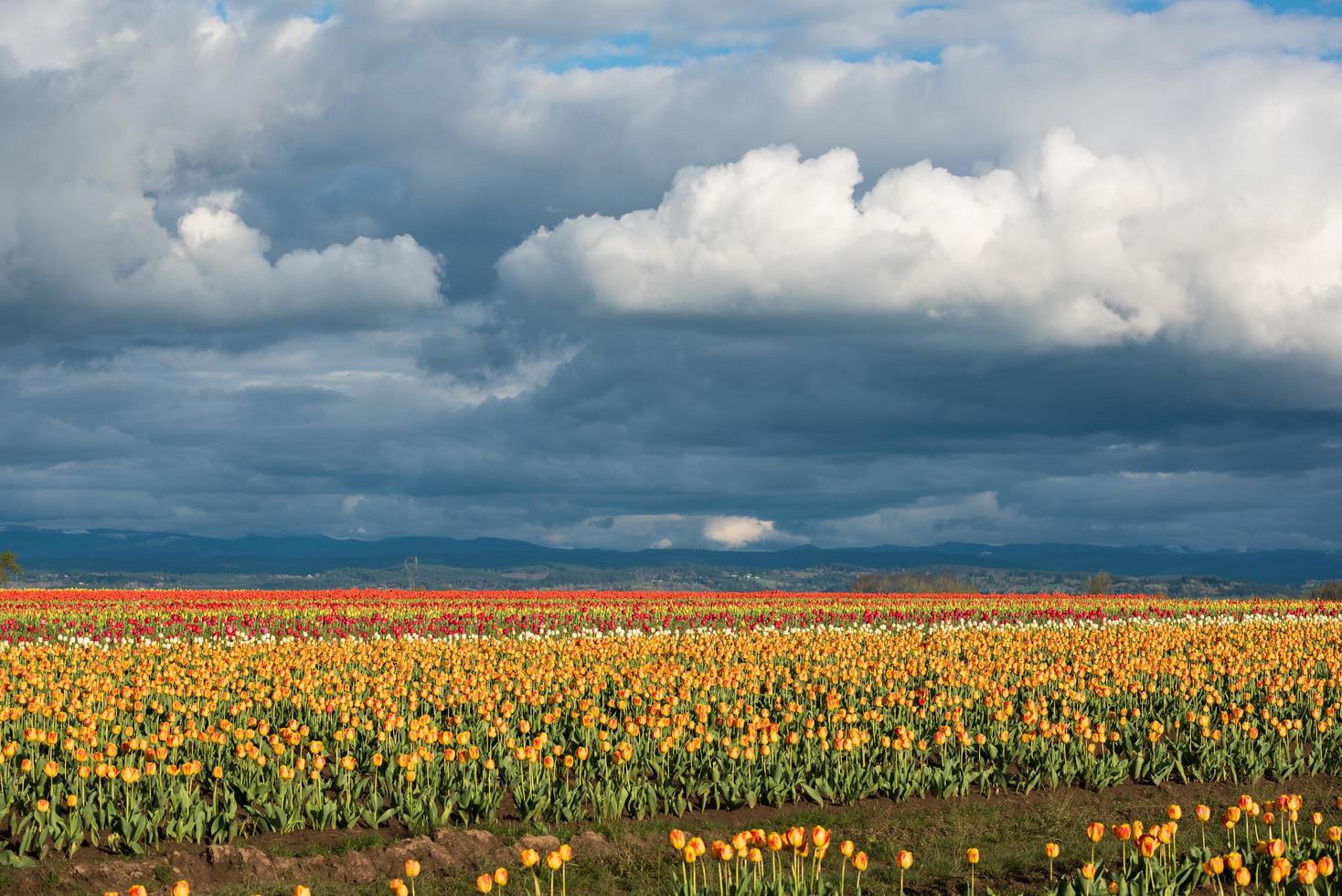 nubes sobre un campo de tulipanes foto