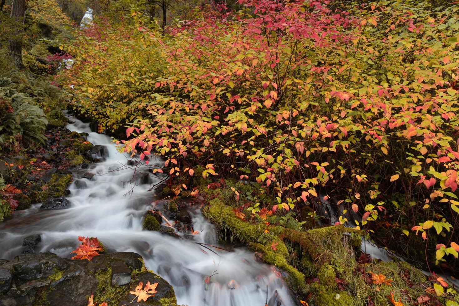 Flowing creek waterfall surrounded by vibrant fall foliage photo